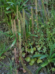 Umbilicus horizontalis