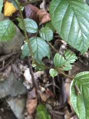 Rubus wallichianus