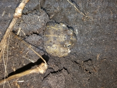 Tomopterna delalandii