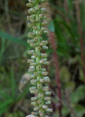 Umbilicus horizontalis