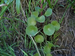 Umbilicus horizontalis