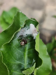 Carrhotus viduus
