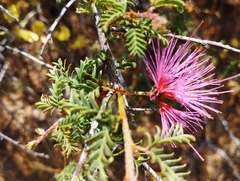 Calliandra chilensis