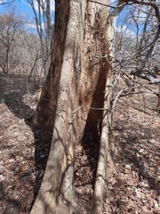 Sterculia appendiculata