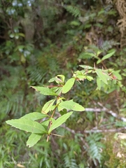 Berberis hayatana