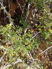 Calliandra chilensis
