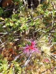 Calliandra chilensis
