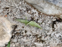 Atractomorpha sinensis