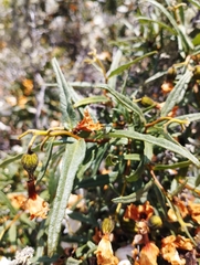 Cordia decandra