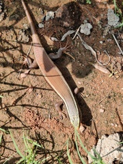 Eutropis macularia