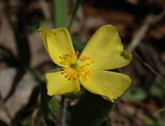 Crocanthemum carolinianum
