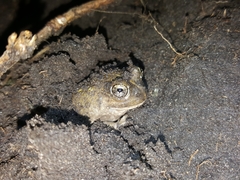 Tomopterna delalandii