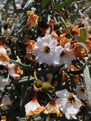 Cordia decandra