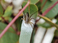 Oxyopes