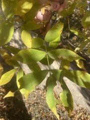 Carya glabra