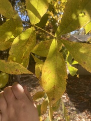 Carya glabra