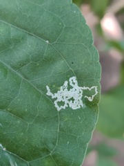 Calycomyza platyptera