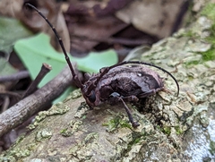 Phryneta coeca