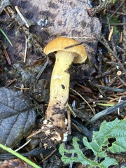 Cantharellus formosus