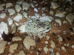 Tomopterna delalandii