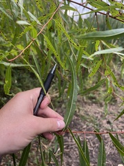 Salix interior
