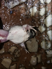 Tomopterna delalandii