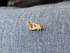 Spialia