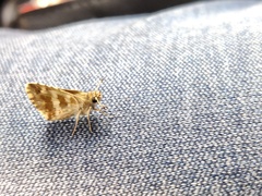 Spialia