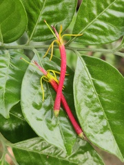 Dendrophthoe falcata