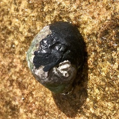 Nerita melanotragus