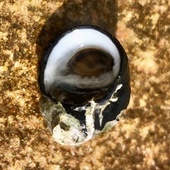 Nerita melanotragus