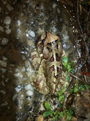 Sclerophrys pardalis