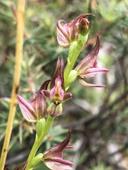Prasophyllum maccannii