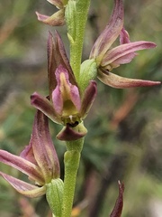 Prasophyllum maccannii