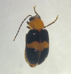Monolepta rubrofasciata