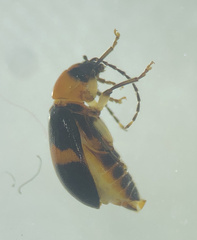 Monolepta rubrofasciata