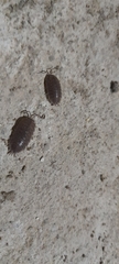 Oniscidea