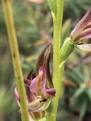 Prasophyllum maccannii