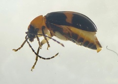 Monolepta rubrofasciata