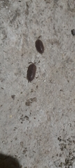 Oniscidea