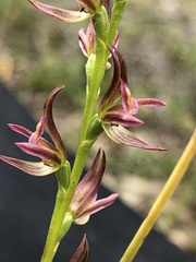 Prasophyllum maccannii