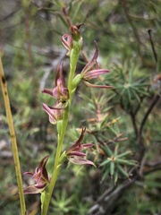Prasophyllum maccannii