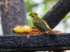 Tangara icterocephala