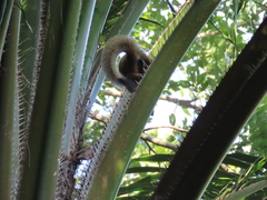 Callosciurus caniceps