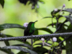 Microchera cupreiceps