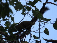 Callosciurus caniceps