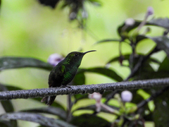 Microchera cupreiceps