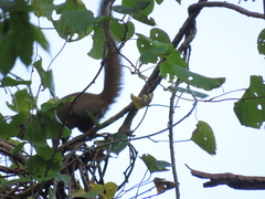 Callosciurus caniceps