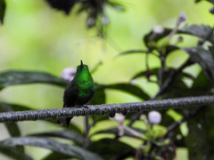 Microchera cupreiceps