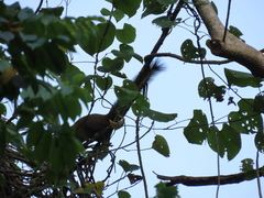 Callosciurus caniceps